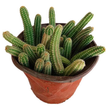 室内仙人指盆栽白檀毛毛虫多肉植物会开花的仙人掌防辐射桌面毛毛虫不含盆 图片价格品牌报价 京东