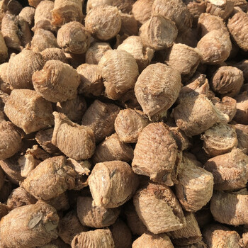 奢络弗sheluofu中华大刀螳螂卵夹螳螂籽螳螂蛋活体可孵化螳螂受精卵桑