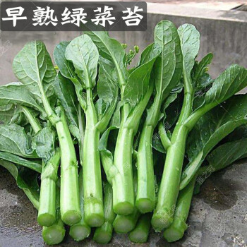 早熟綠菜薹原裝7克【圖片 價格 品牌 報價】-京東