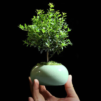 小叶赤楠盆景办公室花卉绿植室内好养四季常青植物创意迷你小盆栽小