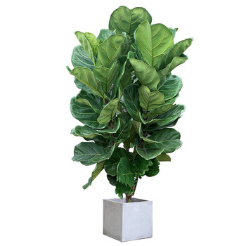 客厅办公盆栽大型植物办公室客厅商场盆景开业盆栽 琴叶榕一米左右 不