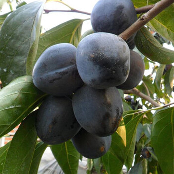 绘曜果树苗柿子苗磨盘日本脆甜柿子树苗嫁接柿树苗庭院盆栽地栽果树苗木南北方种植黑柿子4年苗 图片价格品牌报价 京东