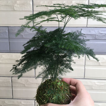 苔藓球文竹植物菖蒲盆景办公桌绿植桌面小盆栽苔玉青苔球水培竹子 苔