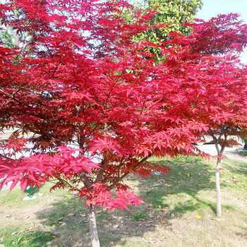 花晏 盆栽红枫苗美国红树苗绿化苗木庭院地栽风景彩色树种 美国红枫