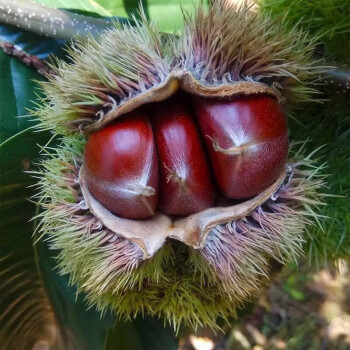 大红袍板栗品种介绍图片