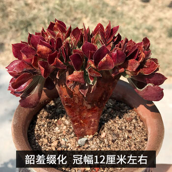 爵谷黑法师多肉植物大颗 多头 法师多肉老桩 部分偏绿 韶羞缀化冠幅12