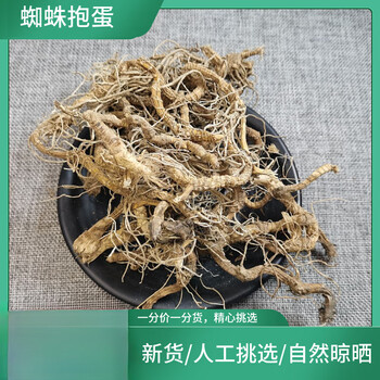 蜘蛛抱蛋500g别名赶山鞭竹叶盘斩龙剑九龙盘