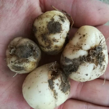 姒桀野生贝母苗 种苗 川贝母苗 湖北贝母平贝皖贝苗中药材贝母种苗