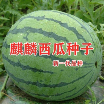 高糖京欣麒麟西瓜种子(优良品种)100粒