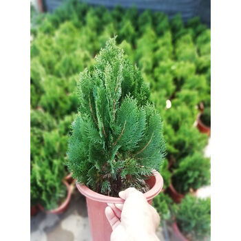 带土发货庭院园林绿化植物侧柏扁柏香柏树苗盆栽盆景40公分高不含盆