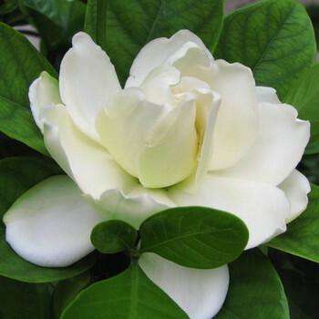 雀舌栀子花盆栽独杆小叶栀子花室内花卉植物浓香型 独杆大叶栀子花60