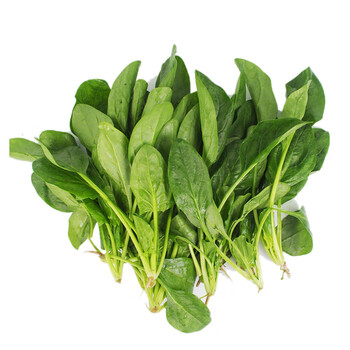 净樱农家露天新鲜小菠菜本地菠菜矮脚小叶汤菠菜红根菠菜3斤 1500g