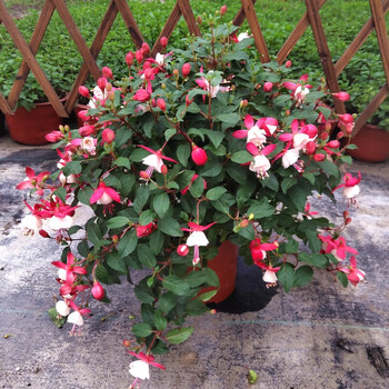 关注店铺联系客服朴古花卉绿植专营店倒挂金钟盆栽花苗 灯笼花吊兰