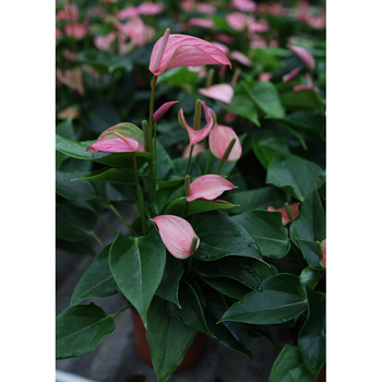 红掌盆栽紫掌粉掌白掌观叶植物带花夏季绿植办公室朱莉13cm育苗盆含盆