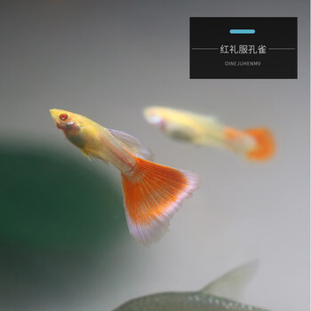 孔雀鱼小鱼苗活体练手套餐纯种热带观赏鱼小型淡水金鱼胎生凤尾鱼 红