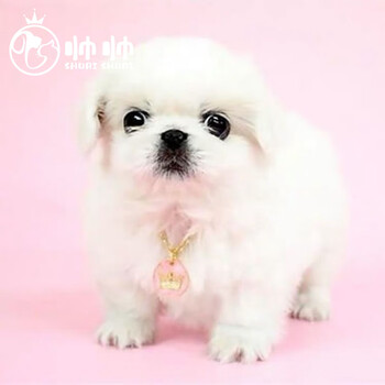 帅帅名宠纯种宠物狗狗京巴犬京巴犬小型犬京巴狮子狗纯白小型犬全国达