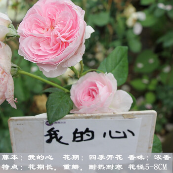 月季花苗大花浓香四季藤本庭院阳台爬藤植物耐寒耐热蔷薇花卉我的心中