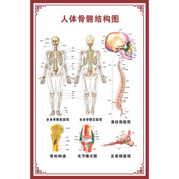 人體骨骼圖掛圖器官內臟結構圖海報脊柱圖解肌肉分佈解剖圖掛畫(pp