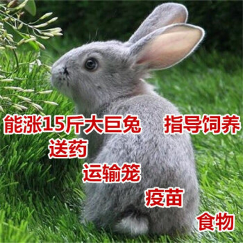 青紫兰兔和白兔杂交图片