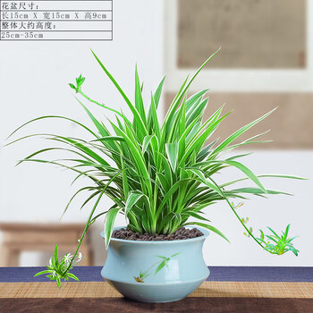 金边吊兰盆栽垂吊植物室内客厅办公室桌面小盆景四季常青好养花卉吊兰