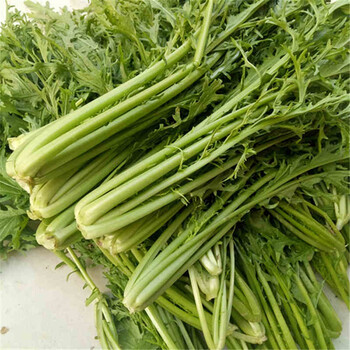 雪菜 新鲜雪里蕻春不老雪里翁青菜农家现摘5斤蔬菜健康轻食