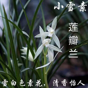 星雨香(xingyuxiang)基地直发云南优雅素净大雪素 小雪素精品兰花