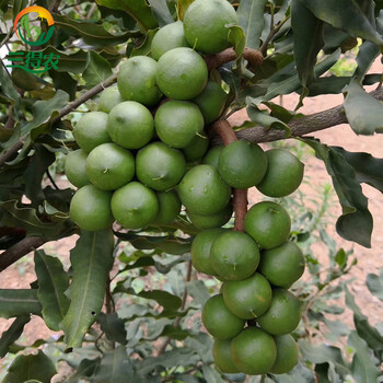 三得农 坚果树苗 澳洲坚果苗桂热1号嫁接苗 夏威夷果树苗带叶带泥土