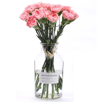 云南昆明康乃馨鲜花鲜切花瓶插花办公室家用婚庆妇女节礼物粉红色粉单