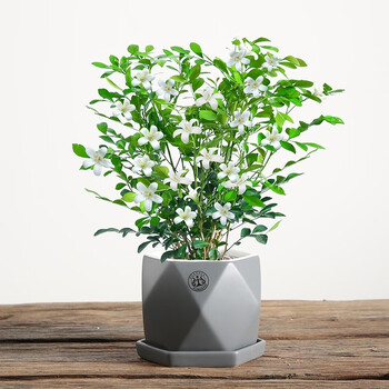 2,2而且,所选花盆的时候,也不能太深了,因为他是一种浅根系植物,若