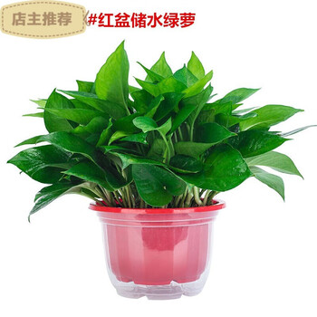 鲜活绿植盆栽大绿萝花卉植物水培室内阳台净化空气 红色加厚盆绿萝 储