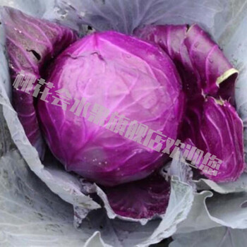 jd顺丰直达紫甘蓝新鲜蔬菜紫甘蓝紫包菜紫色球生菜蔬菜沙拉生菜即食