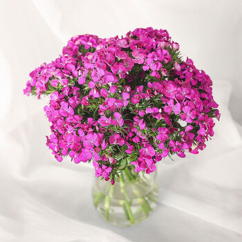 旧故里 相思梅鲜花石竹梅速递鲜花云南基地直发批发办公家用送礼 红色