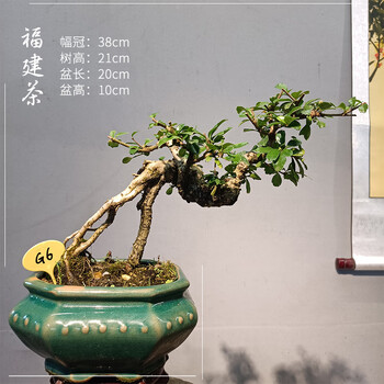 福建茶盆景室内绿植好养悬崖造型老桩禅意树桩家居盆栽桌面摆件 灰色