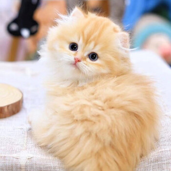 猫咪幼崽金渐层小猫咪活体英短金渐层猫纯种家养宠物猫 银渐色英短