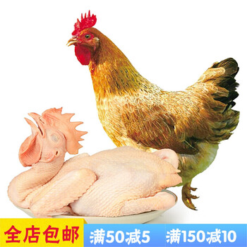 供港矮脚黄鸡800g供港鸡脚短羽黄口感鲜嫩慢养130天以上姒桀供港农