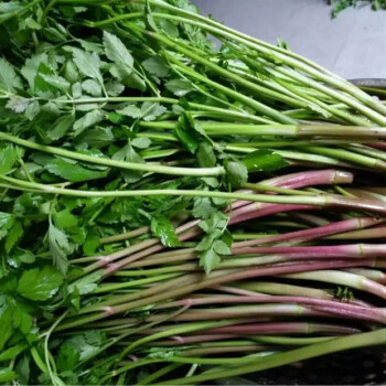 東北新鮮山野菜大葉芹山芹菜長白山山貨特產袋裝保鮮7502袋山野菜大葉