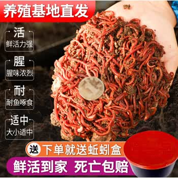红虫活饵活饵鲜活小号大号特大野钓钓鱼1斤大红散装盒装红虫鱼饵垂钓饵料 活体蚯蚓 5盒 通号 图片价格品牌报价 京东