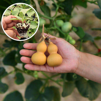 寿禾葫芦种子苗手捻特小亚腰四季观赏盆栽手捻葫芦苗5棵