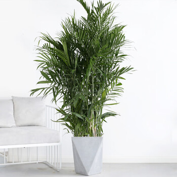 澜郜夏威夷竹大型盆栽夏威夷椰子室内客厅植物阳台绿植夏威夷竹1517m