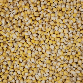 糯玉米种子 东北老品种黄粘玉米种子垦粘一号香甜软糯粒大皮薄.