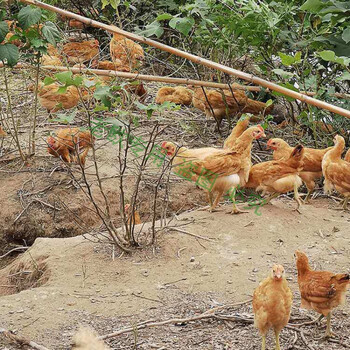 草鸡散养小鸡仔脱温半大鸡家养下蛋鸡批发零售 半斤九斤黄买6只实发8