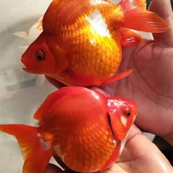 萌萌噠高背元寶鎏金金魚活體觀賞魚五花魚冷水魚好養漁場赤兔馬 精選