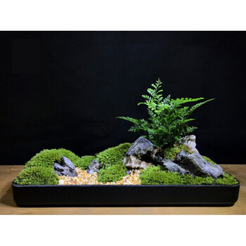 盆景文竹菖蒲微型盆栽禅意微景观生态瓶 办公室植物摆件 枯山水盆景