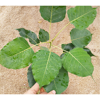 菩提树苗金刚菩提子榕庭院盆景星月凤眼菩提树苗1020厘米高其他