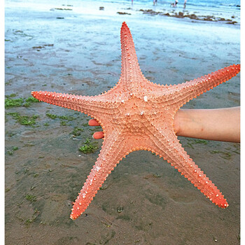 天然大海星标本风干海星霸王星装饰道具地台创意布景软装海螺工艺品