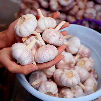 干蒜头大蒜头干大蒜山东金乡新蒜农家紫白皮大蒜10斤