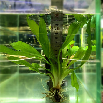 魚缸草缸造景水族箱裝飾前景真水草中景後景真水草 大九冠1顆20-30cm