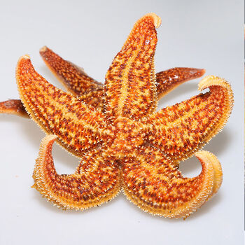 顺丰速运 青岛海五角星海星鲜活冷冻熟冻即食满籽满黄包肥 五斤