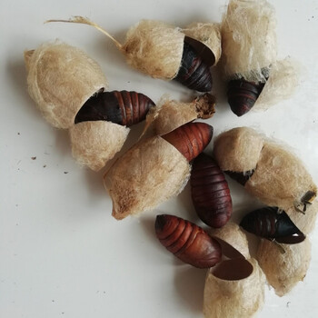 东北柞大茧辽宁带壳蚕蛹食用虫草实验室科研所专用蚕茧蚕茧带壳蚕蛹