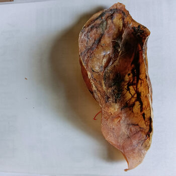 伟博猫的胞衣猫胞猫衣猫的胎盘一个5个猫衣